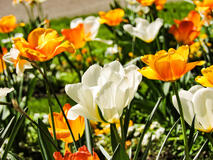 Tulipes au parc des Thermes 